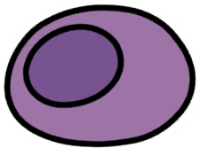 Berry Coccoon