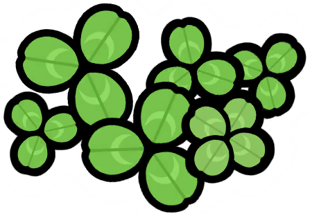 Clovers