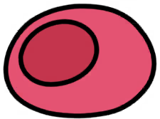 Plum Coccoon