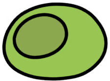 Melon Coccoon