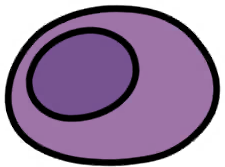 Berry Coccoon